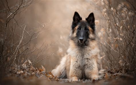 Download wallpapers Belgian Shepherd, Belgian Sheepdog, Tervueren, brown fluffy shepherd ...