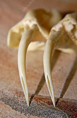 Rattlesnake Fangs - Stock Image - C025/0594 - Science Photo Library