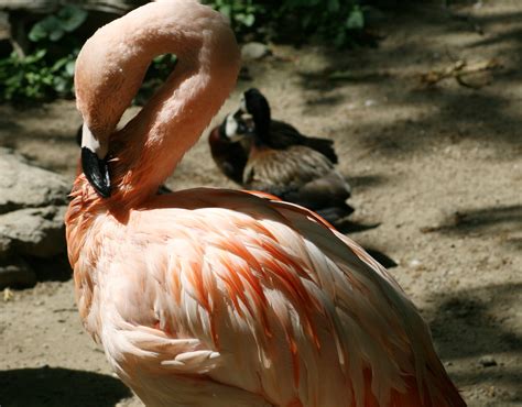 Pink Flamingo Free Stock Photo - Public Domain Pictures