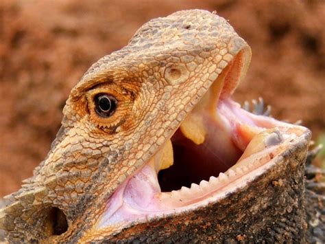 Bearded Dragons Teeth – All You Need to Know - VIVO Pets