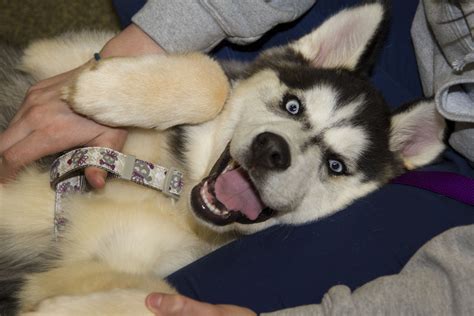 Daisy is a Siberian Husky puppy - she has such a cute smile! | Husky puppy, Siberian husky puppy ...