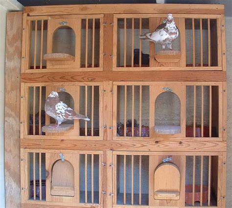 Breeders Interior – The Roller Pigeon | Pigeon loft, Pigeon loft design ...