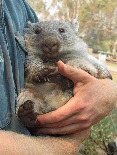 38 best Australia's Cute Animals: Wombats images on Pinterest | Animals, Baby wombat and Baby ...