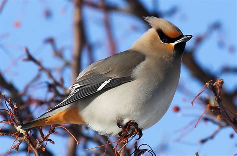 Creature Feature: Bohemian Waxwing