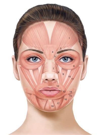 Elliminating The Symptoms Of Aging With Facial Restoration Exercise Techniques Skin Anatomy ...