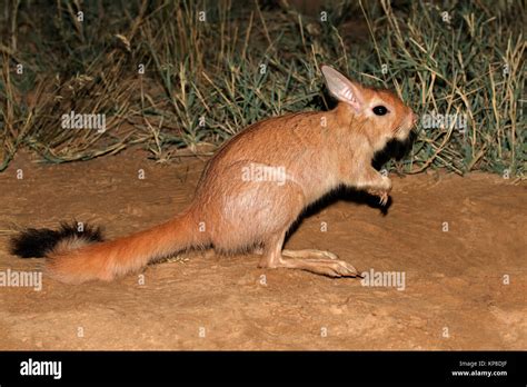 Springhare in natural habitat Stock Photo - Alamy