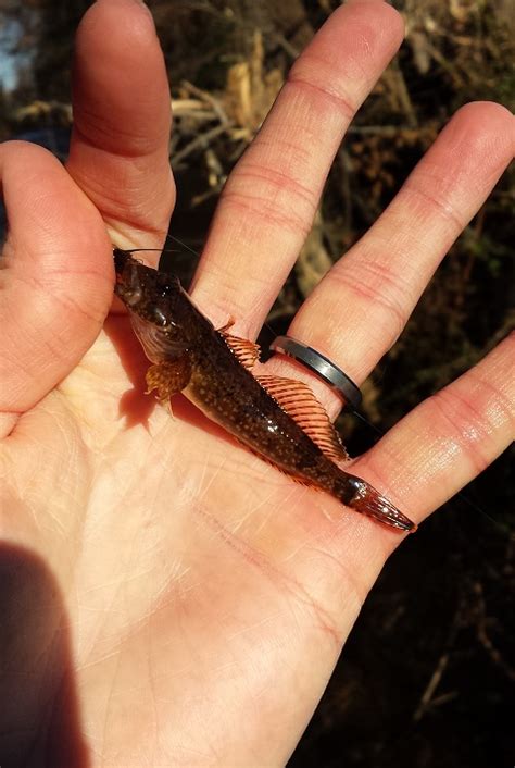 Sculpin, Banded chemicalpotential | www.roughfish.com