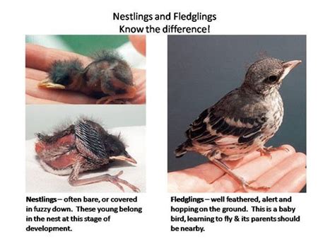 How to Identify A Nestling from A Fledgling – Backyard Birds | The Bird Food Store | Matthews, NC