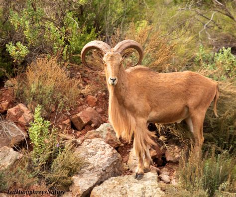 Barbary Sheep takes a look | Of African origin more like a l… | Flickr