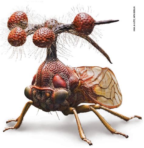 The Brazilian treehopper is the creepiest, raddest insect you will ever ...