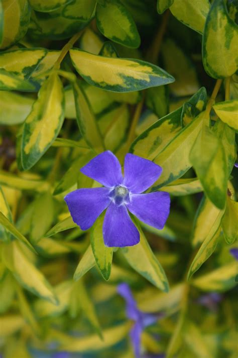 Vinca minor 'Illumination' | Well Established Vinca | Proctors Nursery