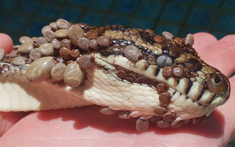 So Many Ticks Were Feasting on This Unlucky Python, They Looked Like Living Scales | Live Science