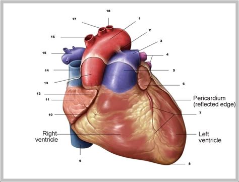 heart auricle – Graph Diagram