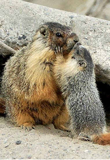 Marmot and her baby - marmots are very closely related to squirrels and are highly social ...