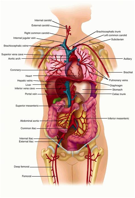 human internal body parts - Clip Art Library