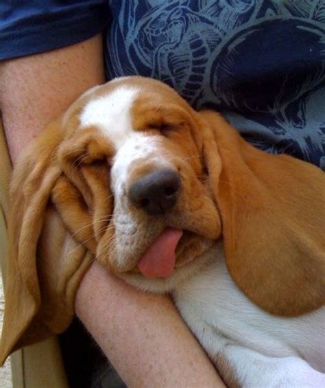 The 10 Most Awkward Basset Hound Sleeping Positions | Hound puppies, Dog friends, Cute animals