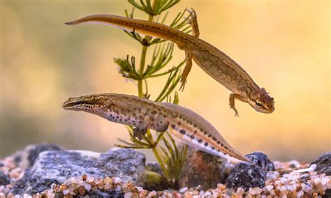 British Newts: A guide to the three main species of newt in the UK