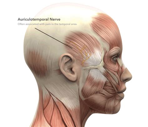 Auriculotemporal Nerve Anatomy