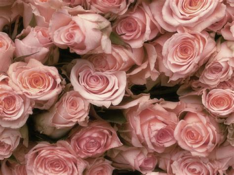 flowers for flower lovers.: Rose desktop wallpapers.