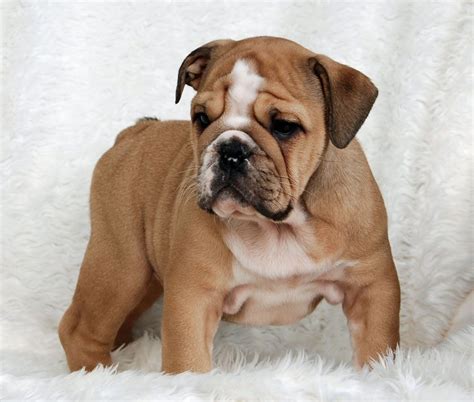 Bulldog Puppies For Sale In Georgia