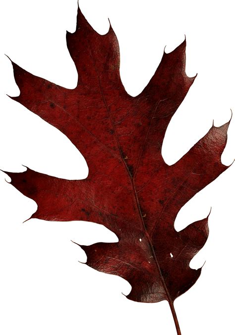 autumn PNG leaf