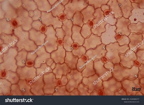 Cross Section Leaf Plant By Use Stock Photo 2100480277 | Shutterstock