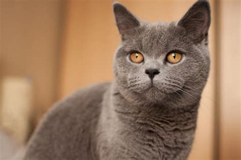 Characteristics of British Shorthair Cats | LoveToKnow Pets