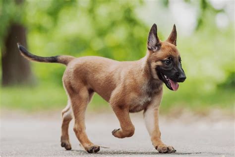 Belgian Malinois Colors • helloBARK!