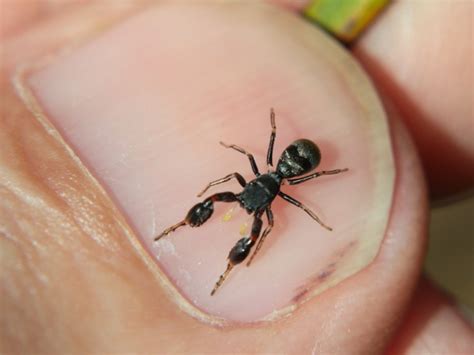 Ant mimicking spider at Wallaman Falls, North Queensland