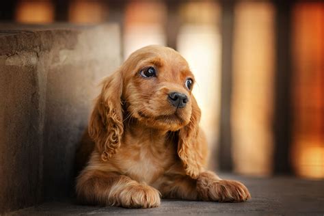 Cavalier King Charles Spaniel vs Cocker Spaniel: What's The Difference? • helloBARK!