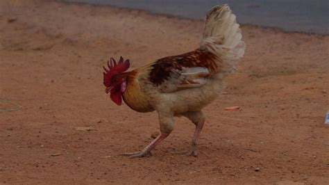 How To Make Yassa Poulet, Senegal's Signature Shareable | The Discoverer