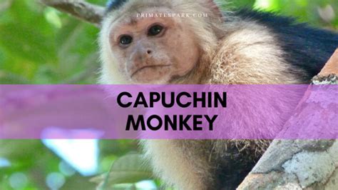 Capuchin Monkey Facts and Profile - Primates Park