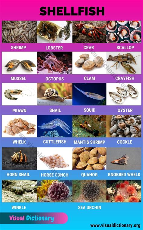 Shellfish: 23 Popular Types of Shellfish All Over the World - Visual ...