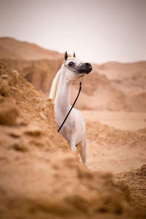 The hidden oasis of the Qatari desert — Glenn Jacobs Photography ...