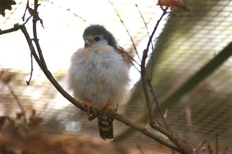 Pygmy Falcon – Field Guide, Pictures, Habitat, and Info - Optics Mag