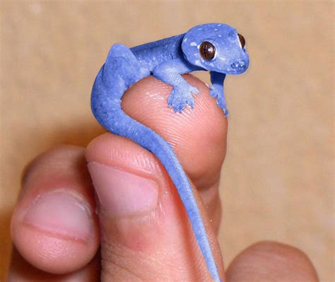 Blue Gecko | Cute Reptiles