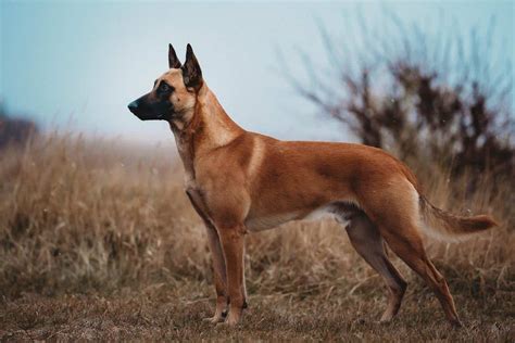 Belgian Malinois Colors: The Standard & Rare Mal Dog Coat Colors - K9 Web