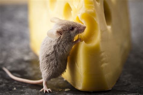 Do mice really love cheese? | HowStuffWorks