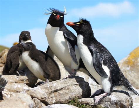 Rockhopper - Falklands Conservation