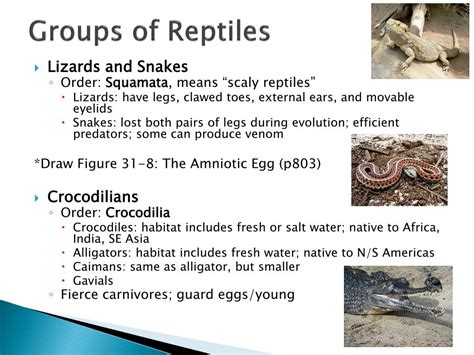 PPT - Reptiles and Birds PowerPoint Presentation, free download - ID:2127351