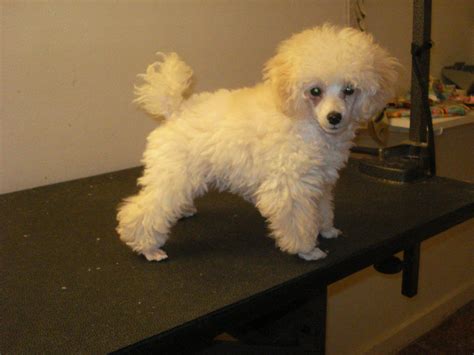 Toy Poodle Haircuts Pictures - Huxtable The Poodle | Toy Poodle Blog | Parti Poodle ...