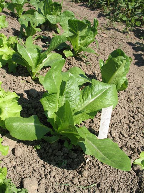 Lettuce Varieties for 2017 – Sustainable Market Farming