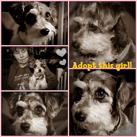 Adoption Archive – Page 4 – Colorado Mini Schnauzer Rescue