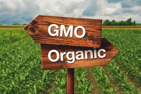 'Organic GMOs': Pamela Ronald and Raoul Adamchak on how genetic engineering can reduce pesticide ...