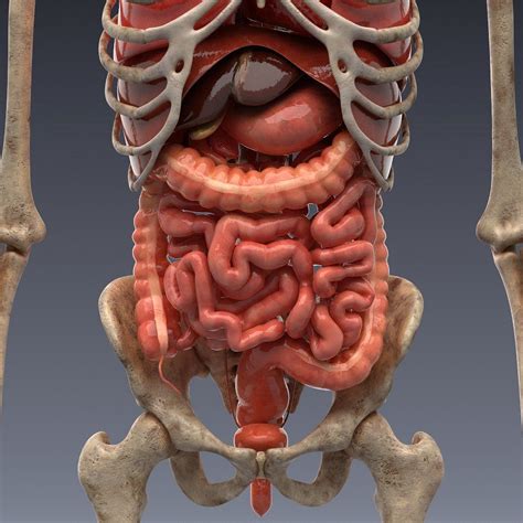 Animated internal organs, skeleton | Human body anatomy, Human body organs, Body anatomy