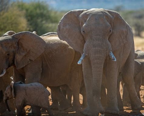 Namibia wildlife Photography Tour, 17-24 March 2018 | Daniel Kordan