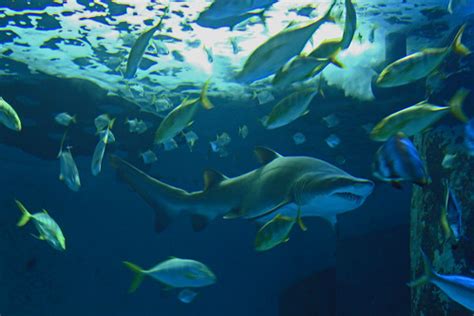 London Aquarium Sea Life Centre sharks | London Aquarium Sea… | Flickr