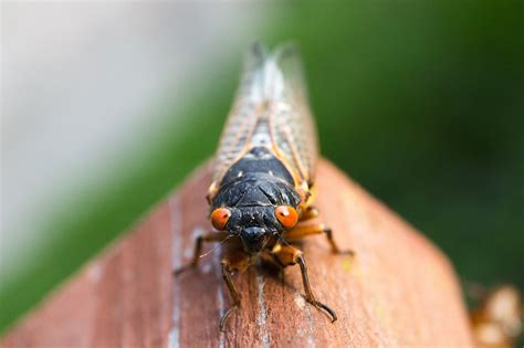 Free Images : nature, fly, insect, fauna, invertebrate, close up ...