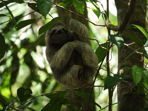 Three toed sloth | All my photos are CC feel free to use the… | Flickr