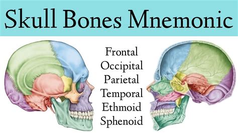 Skull Bone & Suture Mnemonic/Trick [Cranial Bone Anatomy Animation] - YouTube